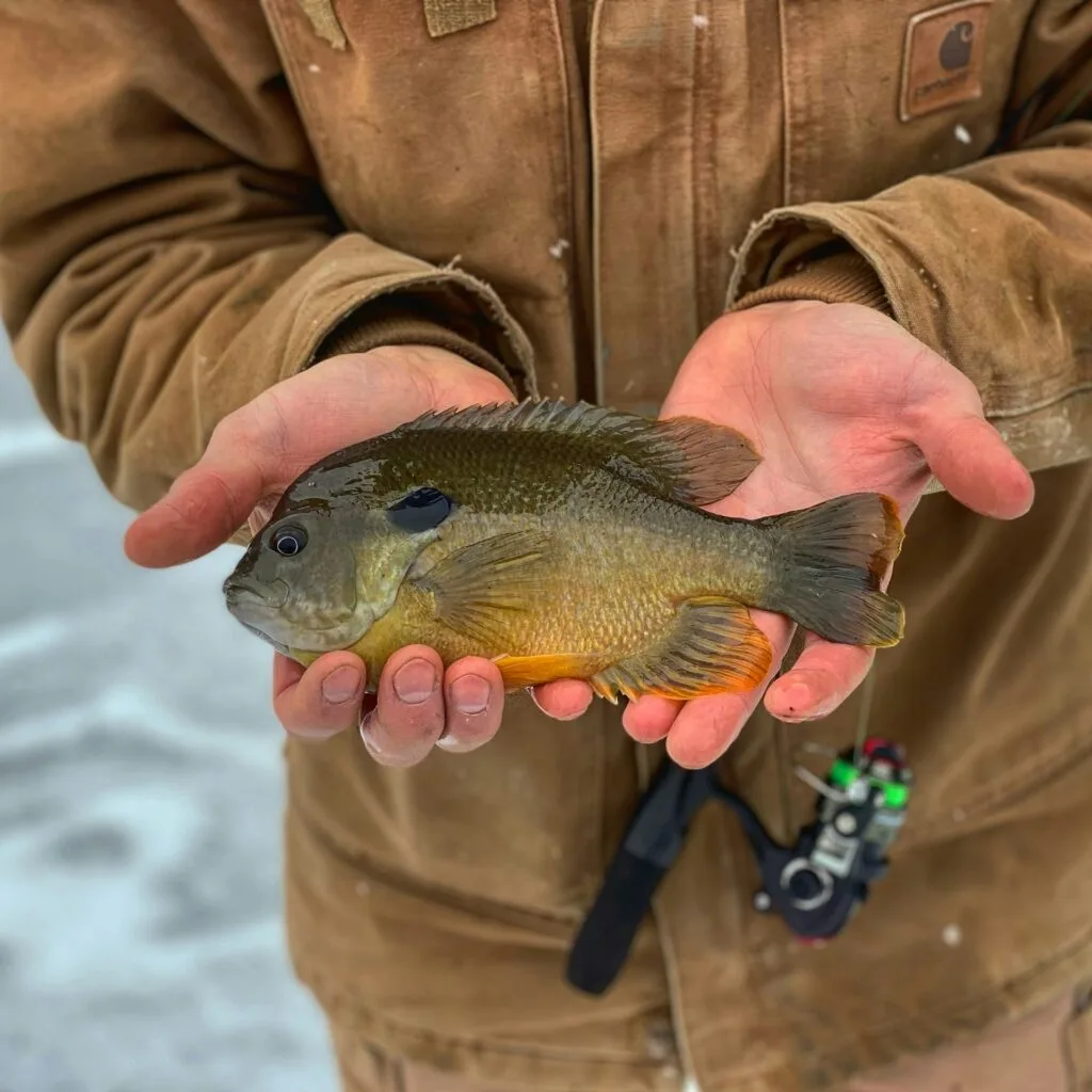 A person holding a sunfish panfish fishing - michigan lakes for sunfish fishing