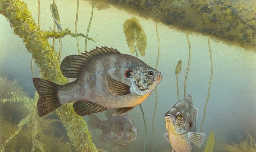 10 best michigan lakes for sunfish fishing: a cottage owner’s dream