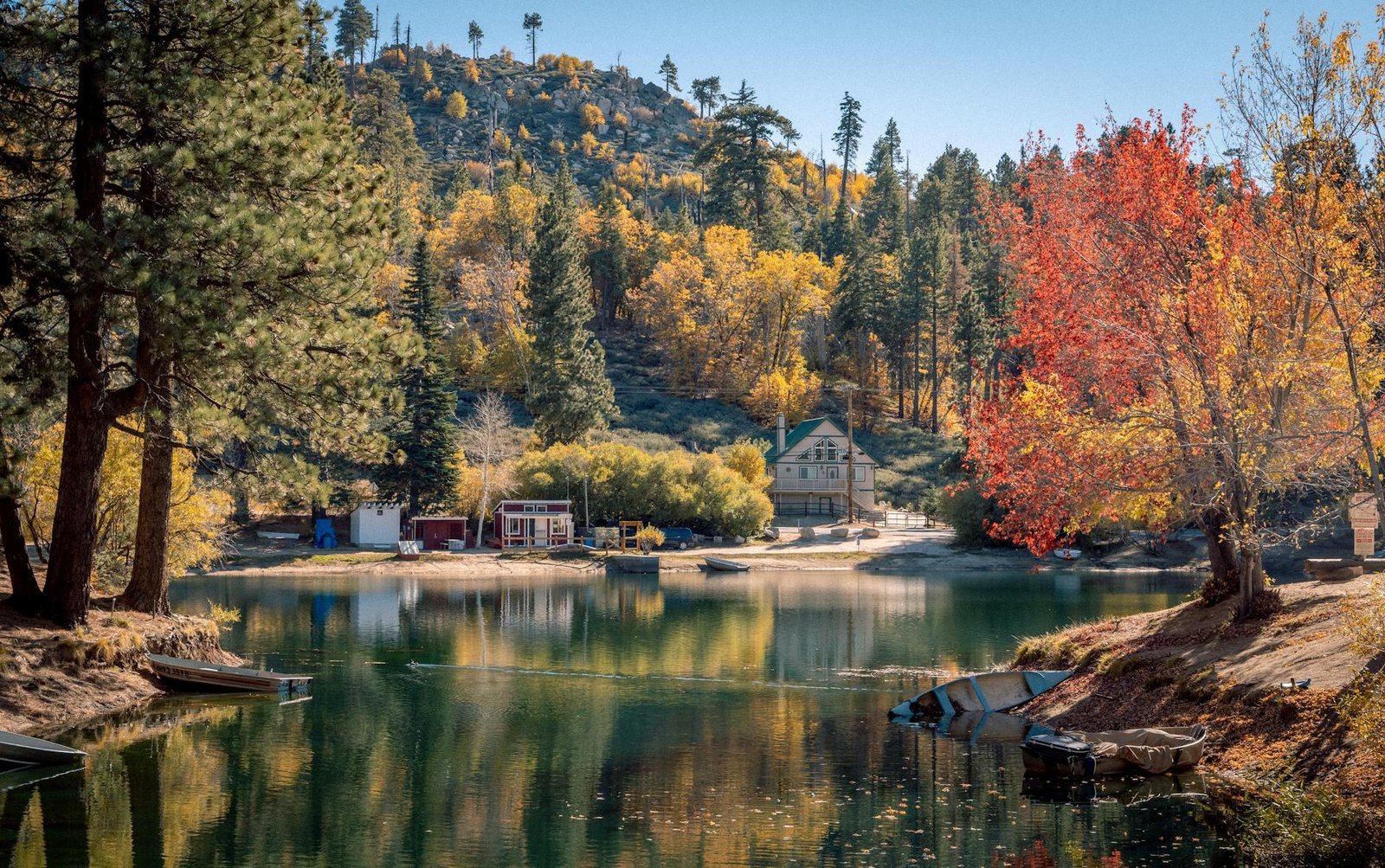 trees beside the lake - cabin activites