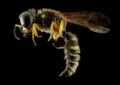 Get rid of yellowjackets