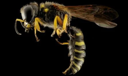 Get rid of yellowjackets