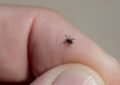 Get rid of ticks around your cottage