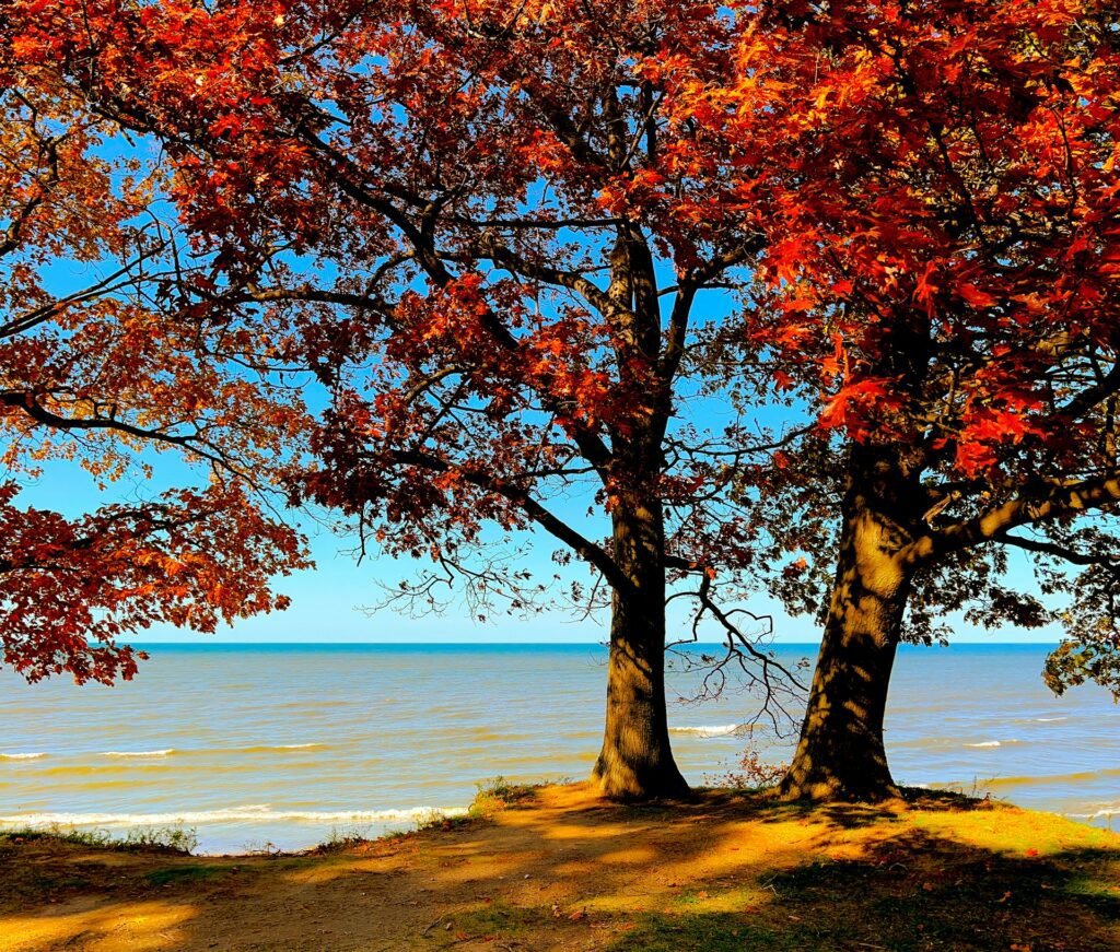 Two red oak trees in autumn on the bluff over lake erie.