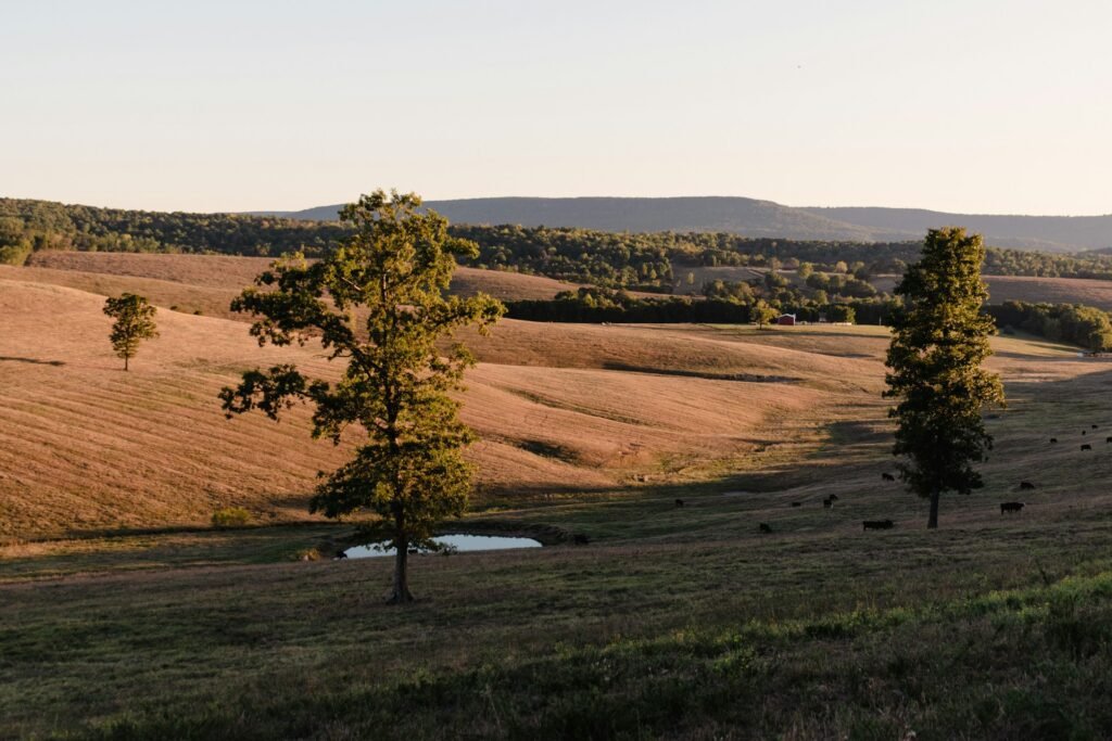 Alpena fields and forest