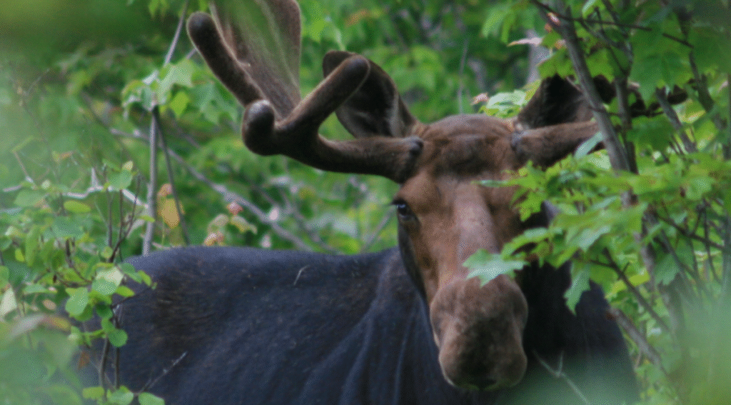 Moose among green foliage.